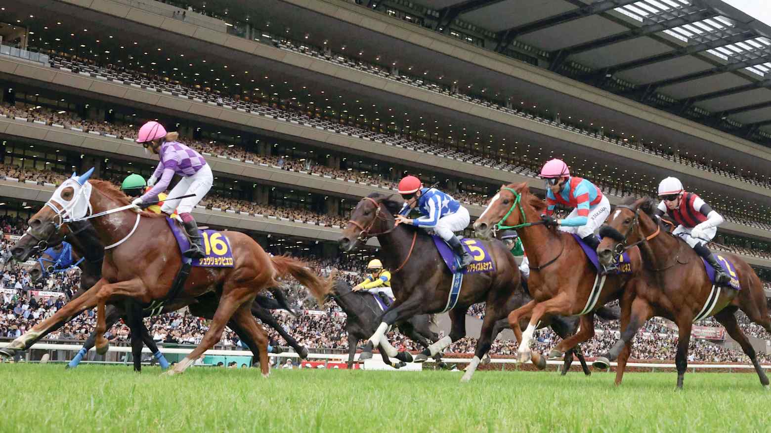 Jockeys and their horses race down the stretch in front of a packed grandstand at a Japanese racecourse